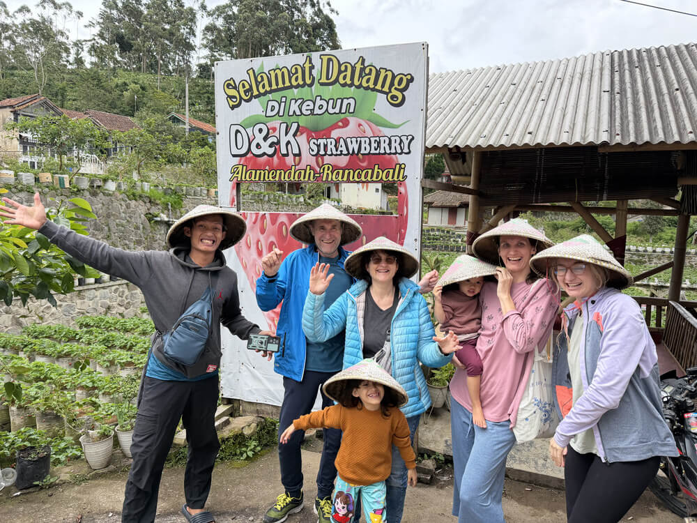 Sběr jahod na farmě v chladnější oblasti u Bandung